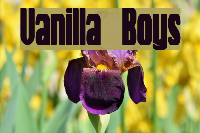 Vanilla Boys Polices examples