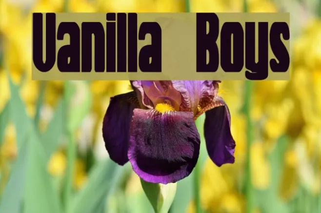 Vanilla Boys Example 2