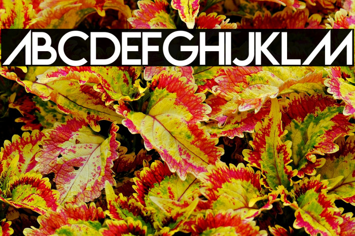 Vanilla Wave Example 2