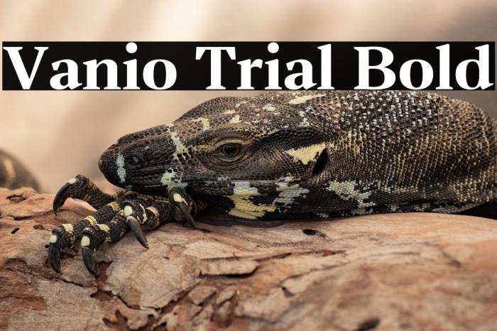 Vanio Trial Bold Example 1