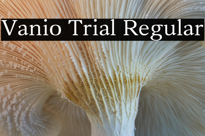 Vanio Trial Regular Example 2