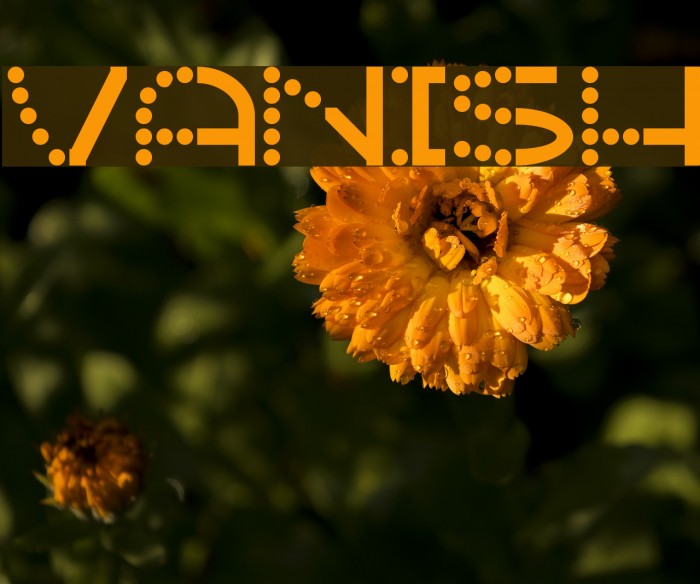 Vanish Font examples