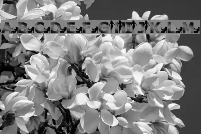 Vanished From Home Font examples