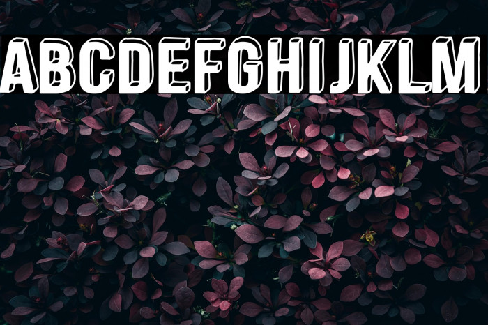 Vanitas Vanitatum Example 3