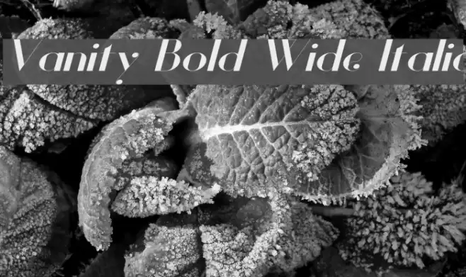 Vanity Bold Wide Italic Font examples