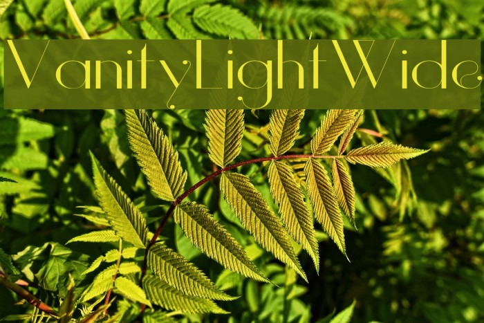 Vanity-LightWide Font examples