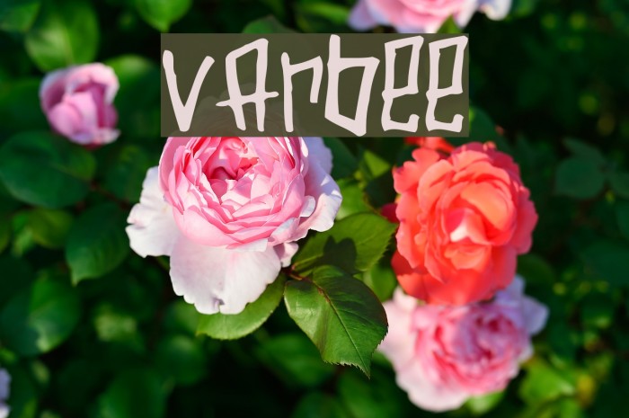 Varbee Font examples