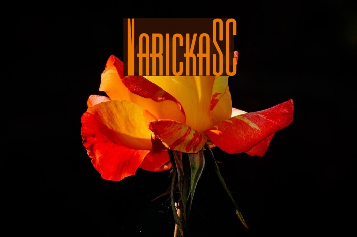 VarickaSC Font examples
