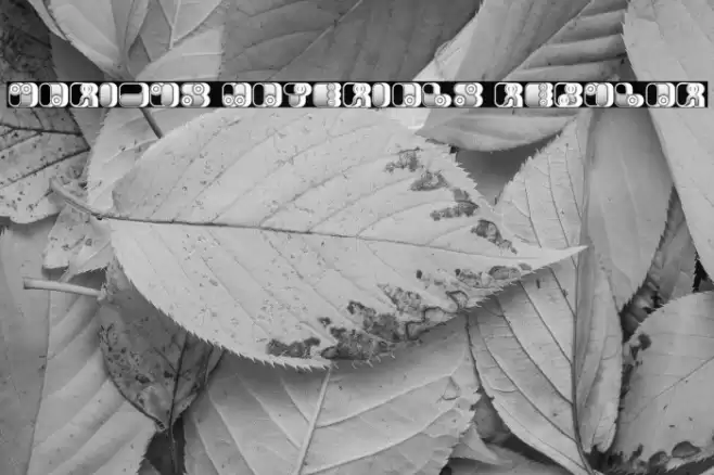 Various Materials Regular Fuentes examples