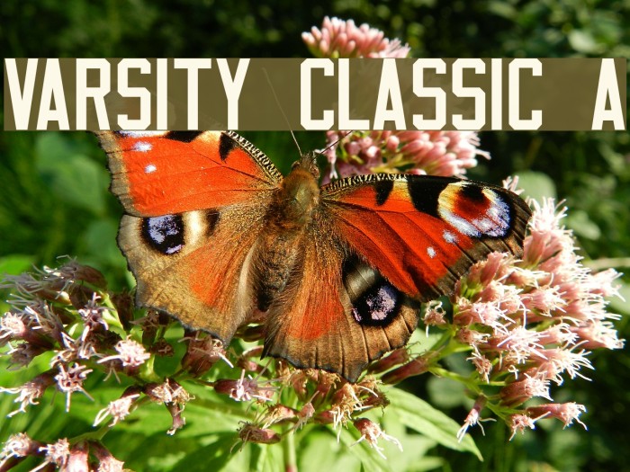 Varsity Classic A Fuentes examples