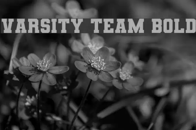 Varsity Team Bold Font examples