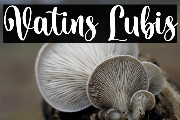 Vatins Lubis Example 3