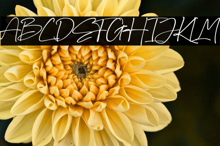 Vatteny Rose Example 1