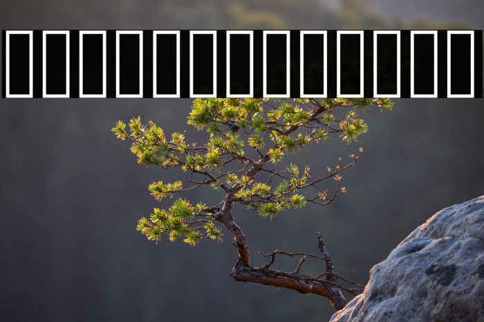 Vazir Bold WOL Example 3