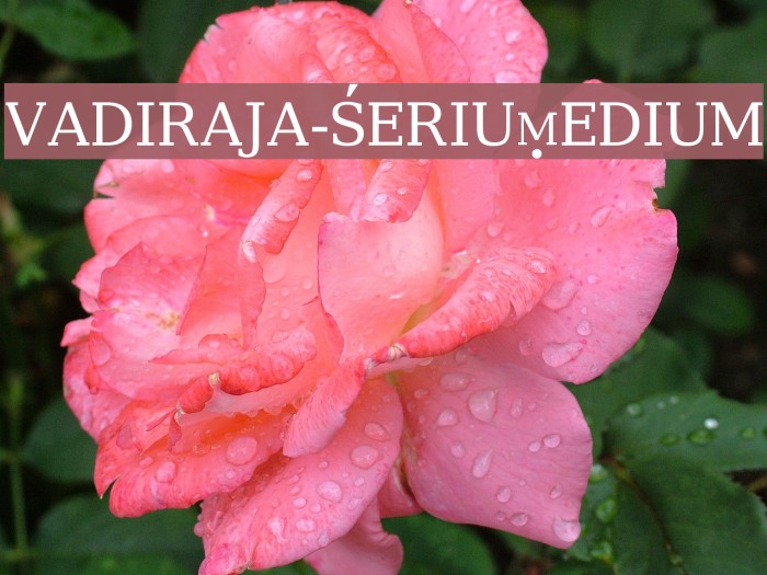 vadiraja-SerifMedium Шрифта examples