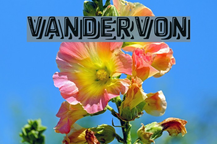 vandervon Example 1