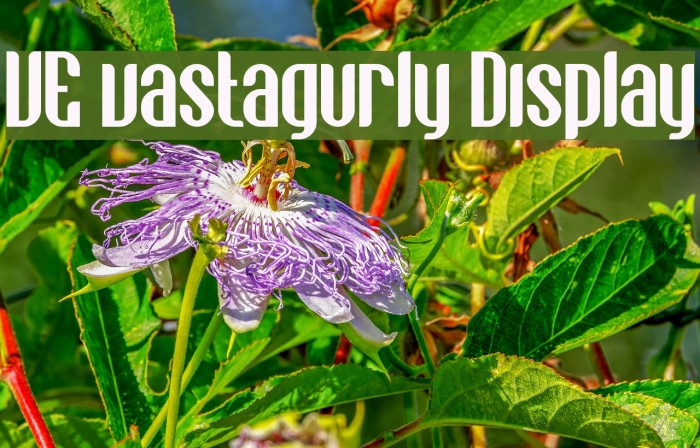 VE vastagurly Display Example 3