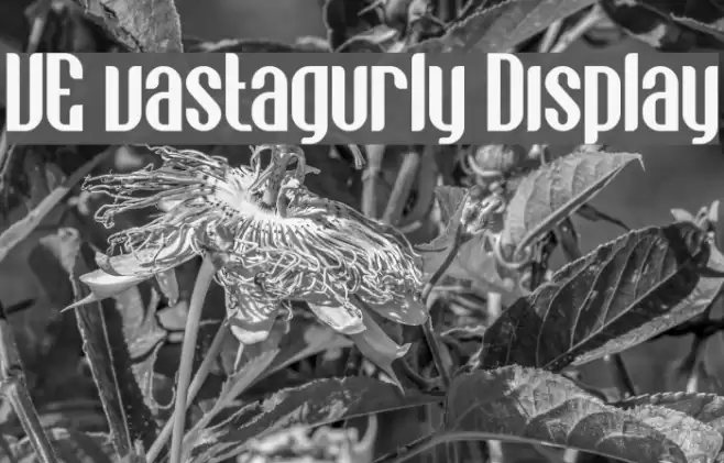 VE vastagurly Display Font examples