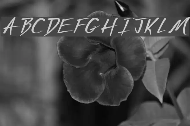 Vecker Bold Font examples