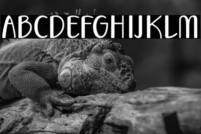 Vecoly Font examples