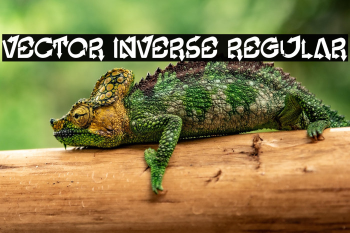 Vector Inverse Regular Example 1