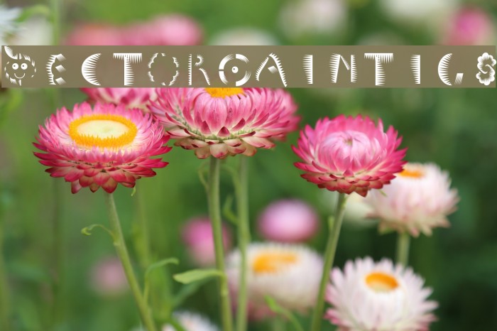 VectorPaintigs Font examples