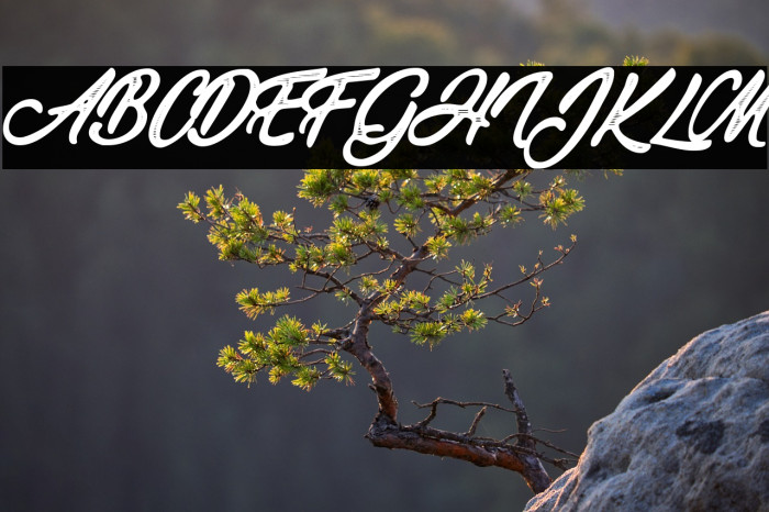 Vegan Trip Personal Use Regular Example 2