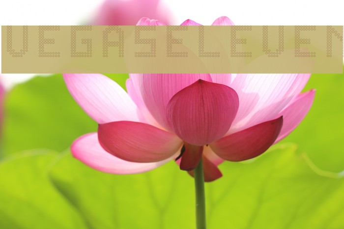 VegasELEVEN Font examples