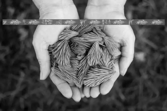 Vegetable Breathe Free Font examples