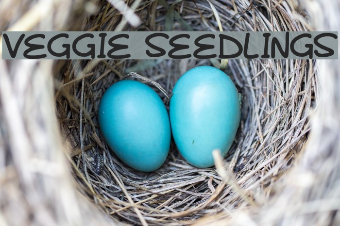 Veggie Seedlings Example 3