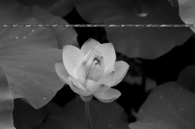 Vehicle Decals Flames  Art Font examples