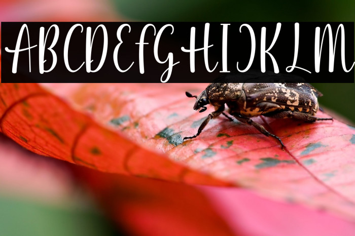 Vela Selinda Example 3