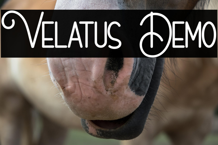 Velatus Demo Example 2