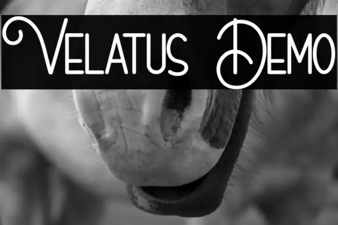 Velatus Demo 字体 examples