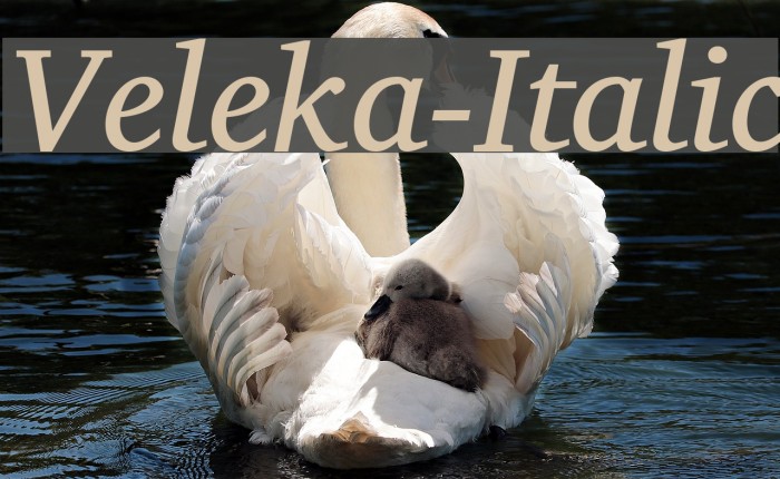 Veleka-Italic Font examples