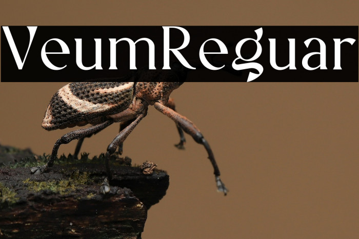 Vellumo Regular Example 2