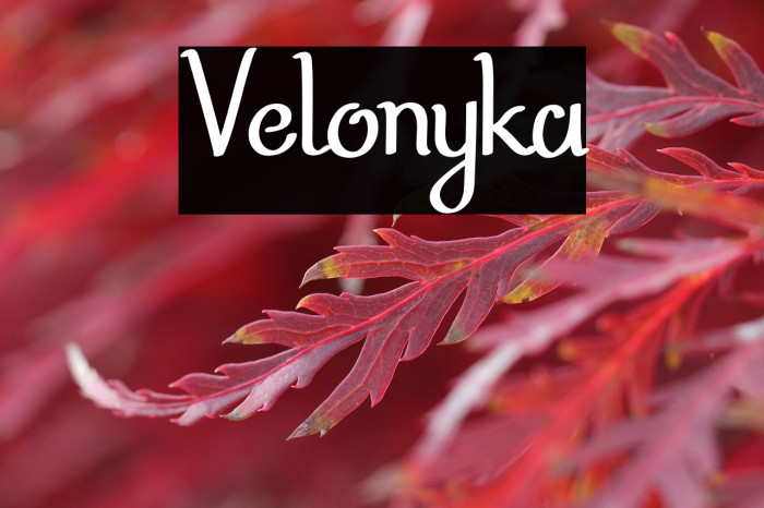 Velonyka Example 2