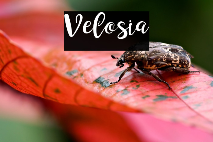 Velosia Example 3
