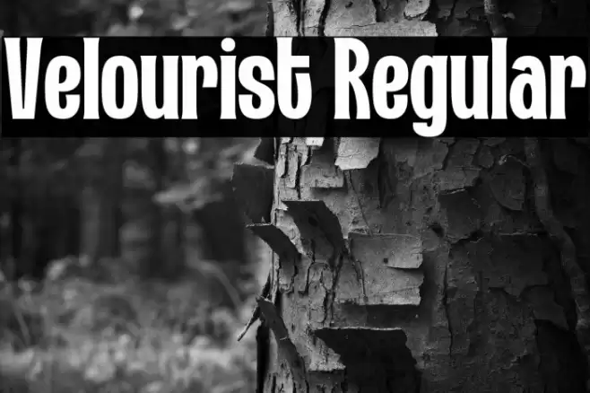 Velourist Regular Шрифта examples