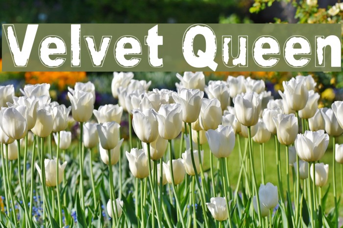 Velvet Queen Font examples