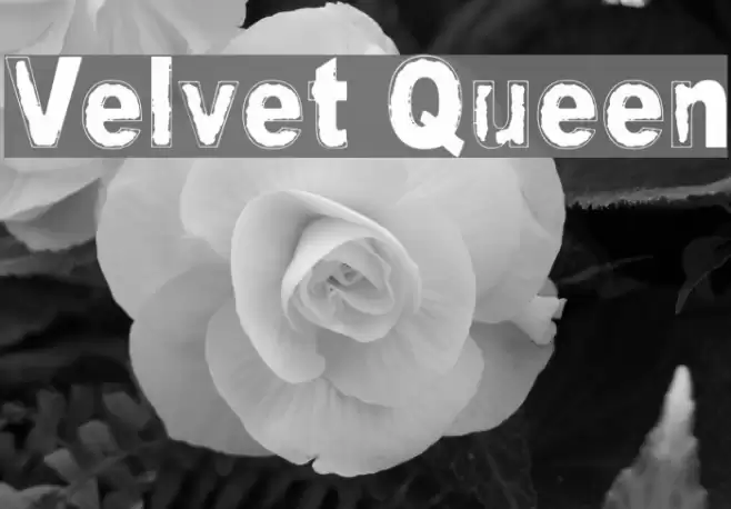 Velvet Queen Font examples