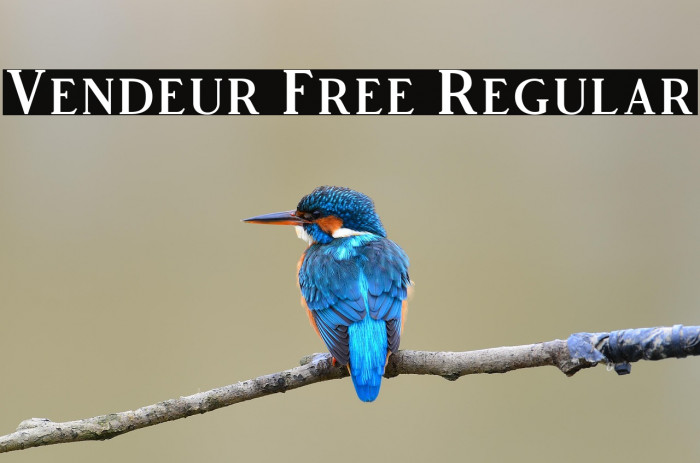 Vendeur Free Regular Example 1