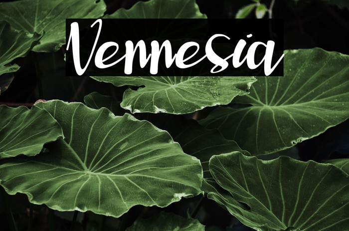 Vennesia Example 3