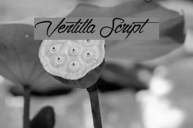 Ventilla Script Font examples