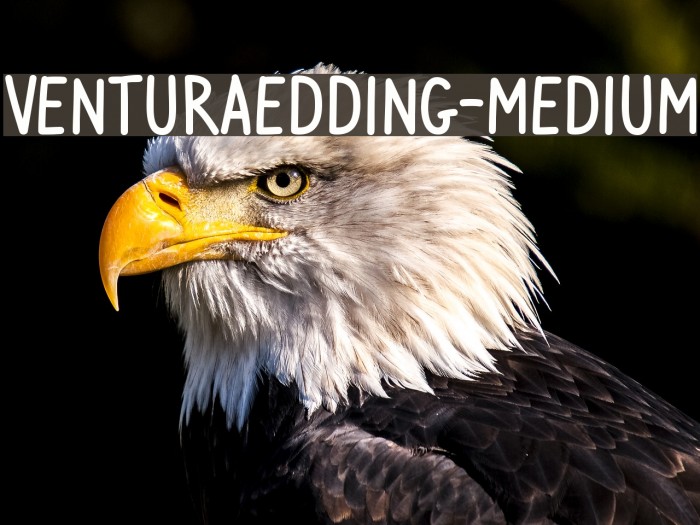 VenturaEdding-Medium Font examples