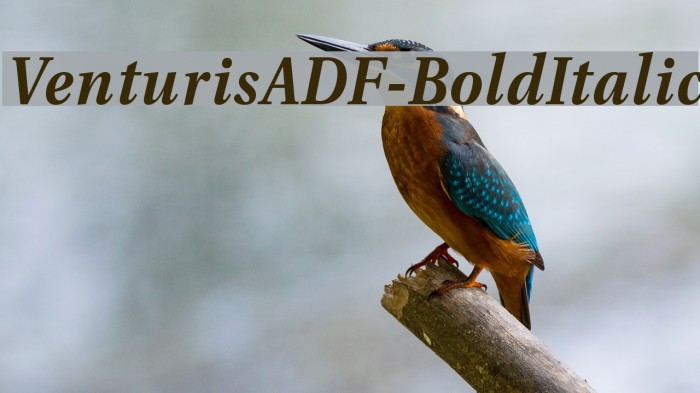 VenturisADF-BoldItalic Font examples