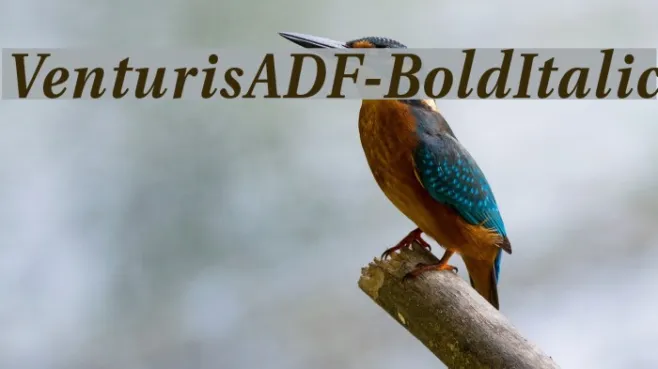 VenturisADF-BoldItalic Example 1