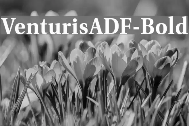 VenturisADF-Bold Font examples