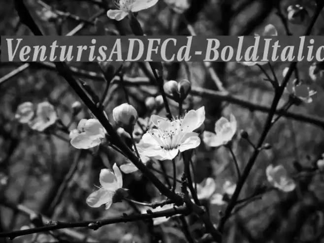 VenturisADFCd-BoldItalic Font examples