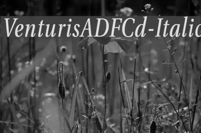 VenturisADFCd-Italic Font examples
